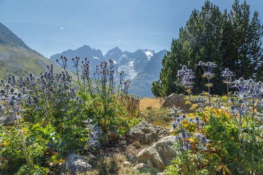 Panicaut des Alpes dans le jardin alpin botanique du col du Lautaret en &eacute;t&eacute; face aux glaciers de la Meije. Le parc national des &Eacute;crins en France.
