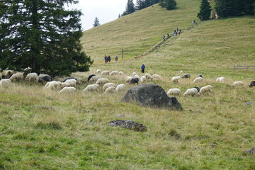 Wypasanie owiec w okolicach Zakopanego w Polsce