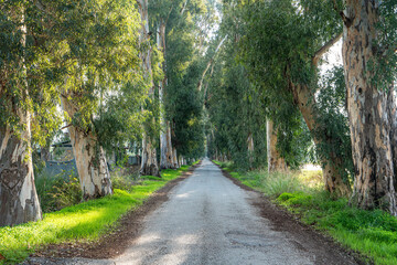 Fototapeta premium Aşıklar yolu ( lovers path) is a path with lots of eucalyptus trees at both sides