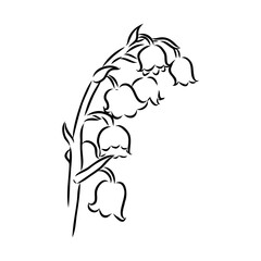 Vector isolated single lily valley branch colorless black and white contour line drawing
