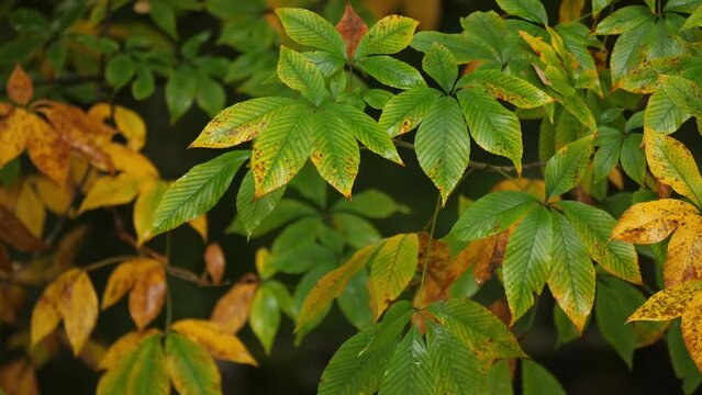 Wet autumn chestnut leaves.