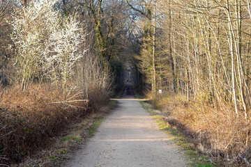 walk in the woods