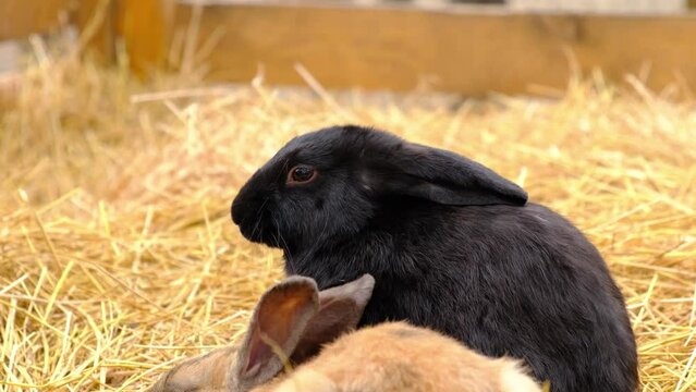 A black rabbit sits in straw and chews blades of grass. Farm animals.