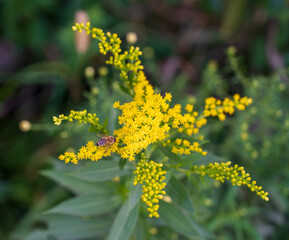 Yellow flower of Solidago plant and bee.