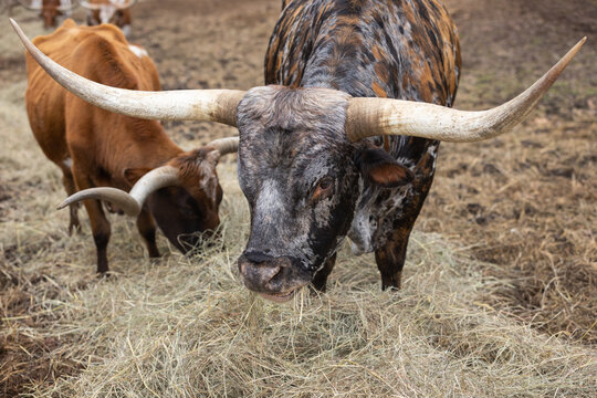 Long Horn cattle grazing.