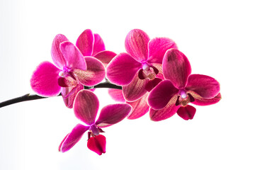 Pink orchid on white background. Branch of a blooming pink orchid close-up on a white background Phalaenopsis orchid flowers, isolated, copy space, high quality photo