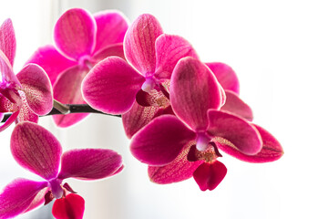 Fototapeta na wymiar Branch of a blooming pink orchid close-up on a white background. Beautiful details of tropical floral visuals.