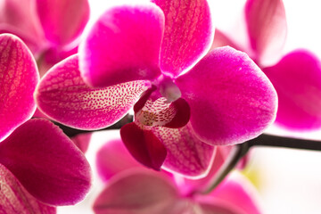 Naklejka na ściany i meble Tropical pink orchid isolated over white background, Purple Phalaenopsis or Moth dendrobium Orchid flower, close-up, flora Thailand