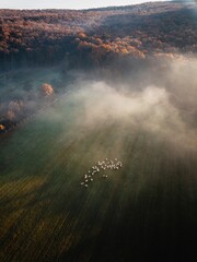 Aerial view of grazing sheep flock on autumn field at sunrise. Beautiful foggy forest green and meadows.