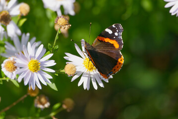 Red admiral butterfly (Vanessa Atalanta) with open wings perched on a white daisy in Zurich, Switzerland