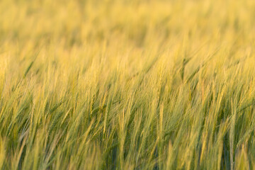 Fototapeta premium Grainfield at sunset with the sun behind it