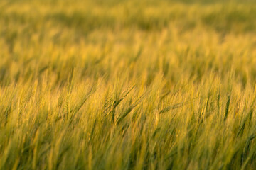 Grainfield at sunset with the sun behind it