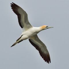 Australasian Gannet in Flight