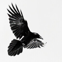 Obraz premium Black Raven 