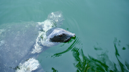 Obraz premium Nile tortoise. African softshell turtle or Nile softshell turtle (Trionyx triunguis). Wildlife in Mugla, Ortaca Dalyan delta.