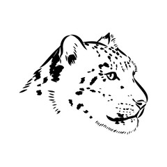 vector snow leopard, irbis wild cats graphic illustration - obrazy, fototapety, plakaty