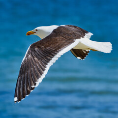 seagull in flight