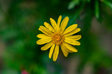 Flowers in the garden. January in Dalat in Vietnam. 