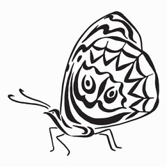 Outline drawing of butterfly. Vector black and white illustration. Linear drawing image. Butterfly line art illustration. Tattoo design.