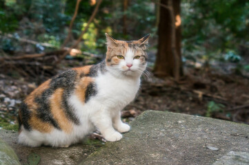 Naklejka na ściany i meble 京都 伏見稲荷大社の森にて、可愛らしい表情でこちらを見つめる子猫