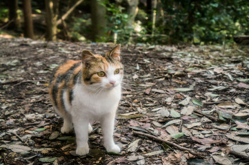 京都 伏見稲荷大社の森に暮らす可愛らしい野生の三毛猫