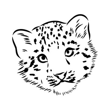 vector snow leopard, irbis wild cats graphic illustration