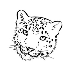 vector snow leopard, irbis wild cats graphic illustration