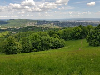 landscape with trees