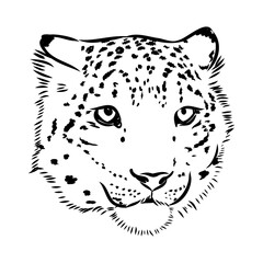 vector snow leopard, irbis wild cats graphic illustration