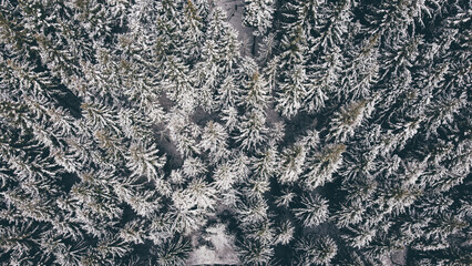 Aerial view of green coniferous forest covered with snow. Winter landscape with evergreen trees, view from above. Abstract natural background.