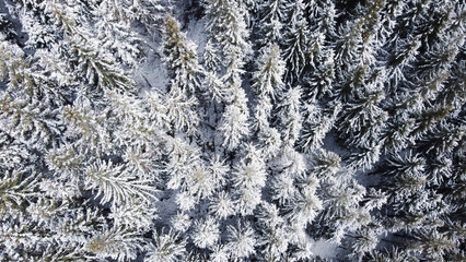 Aerial high angle view of coniferous forest covered with snow. Winter landscape with evergreen trees, top view. Abstract natural background.