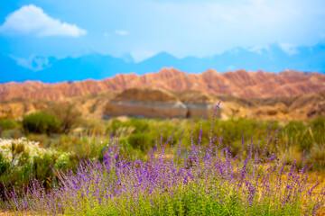 Spring lavender flowers under the rays of sunlight on the background of the mountains. Lilac flowers close up. Beautiful landscape of nature with a panoramic view. Hi spring. long banner