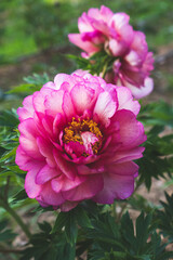 Obraz premium Beautiful fluffy peony flower in full bloom in the garden,close up, green leaves background. Blooming peonies