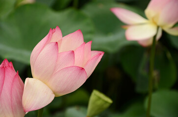 lotus flowers growing in pond