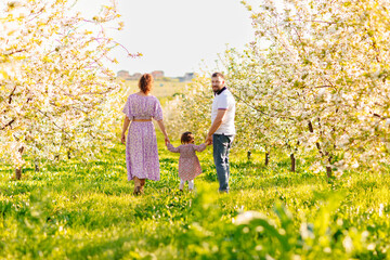 Fototapeta premium mom and dad with little daughter have fun and walk in a blooming spring garden. 