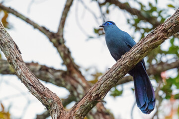 Blue Coua - Coua caerulea, unique beautiful endemic blue bird from Madagascar dry forest – Kirindy.