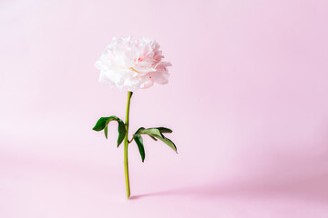 Pink peony flower standing on pink background. Floral card design, simple modern minimal flowers...
