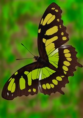 Butterfly; a beautiful hand drawn illustration of a colorful butterfly; hand drawn.