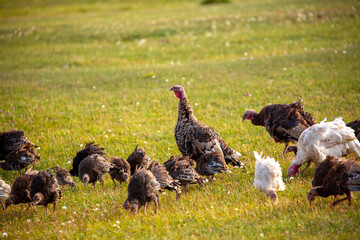 Turkeys walk on the grass in a green meadow in a pasture. Animal husbandry and agriculture in the mountains. Handsome male turkey close-up.