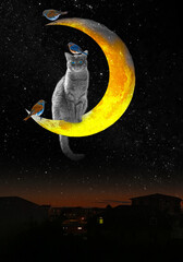 cat and birds on the moon