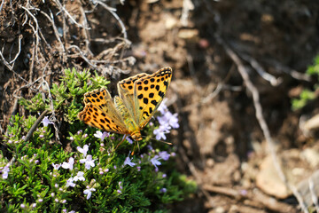 Beautiful butterfly in green nature. Asias wildlife