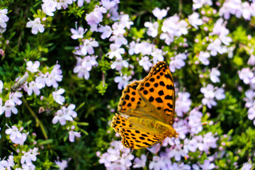 Obraz premium Beautiful butterfly in green nature. Asias wildlife