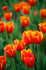 Closeup nature view of colorful tulips flowering in the garden