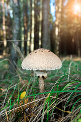 photograph of mushrooms false champignon on the background of nature close-up