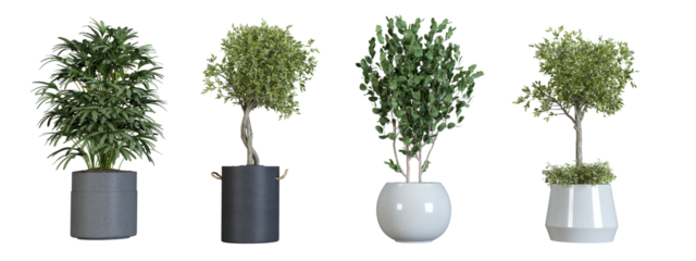 Plant in a pot isolated on white background