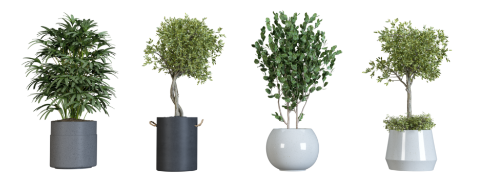 Plant in a pot isolated on white background