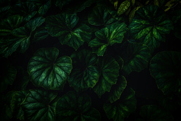 Dark green begonia leaves. Thick tropical green. Natural, moody background.
