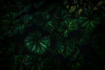 Naklejka na ściany i meble Dark green leaves. Thick tropical green. Natural, moody background. Rainforest plants.