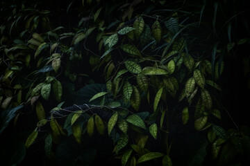 Hoya callistophylla leaves in a vintage dark tone. Natural green texture background.