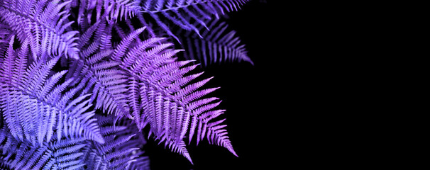 banner natural abstraction background fern leaf on black background tropical leaves neon colors